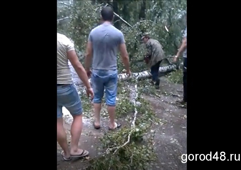 Во время ливня упавшая береза перегородила дорогу Во время ливня упавшая береза перегородила дорогу