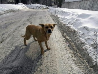 Собачья неволя Собачья неволя