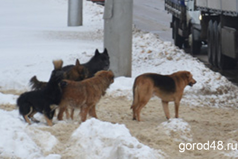 Прокуратура проверит все районы Липецкой области из-за участившихся случаев нападения собак на детей