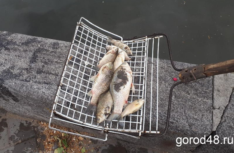 Экологи проверили качество воды в Комсомольском пруду Экологи проверили качество воды в Комсомольском пруду