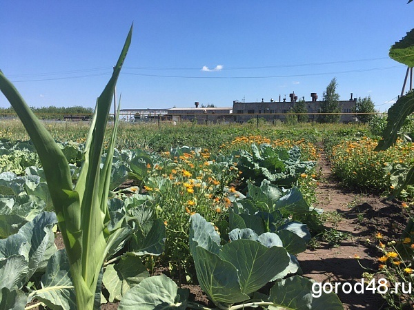 Публикация GOROD48 помогла липчанам дышать легче Публикация GOROD48 помогла липчанам дышать легче