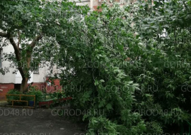 На улице Меркулова во дворе упало дерево