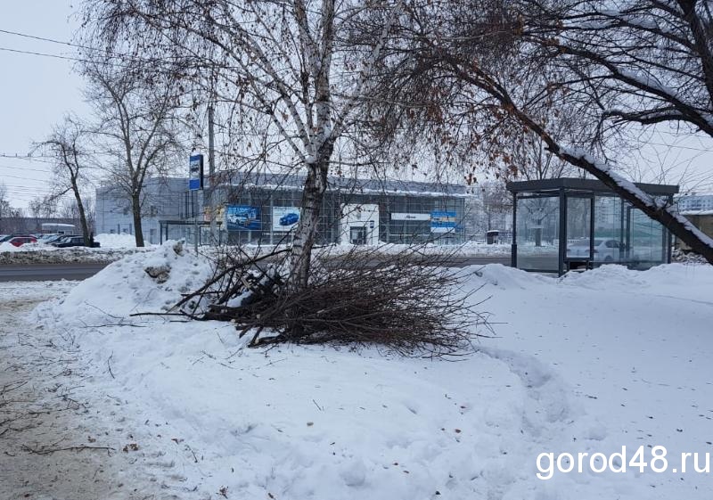 Сильный ветер свалил в Липецке дерево на дорогу Сильный ветер свалил в Липецке дерево на дорогу