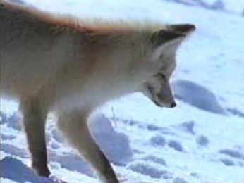 В липецкой области борются с бешенством В липецкой области борются с бешенством