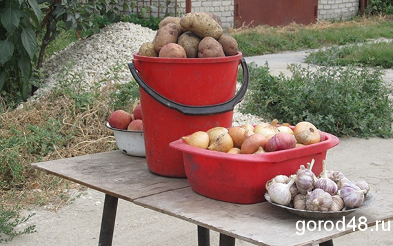 В Липецкой области активизировались закупки сельхозпродукции у населения В Липецкой области активизировались закупки сельхозпродукции у населения