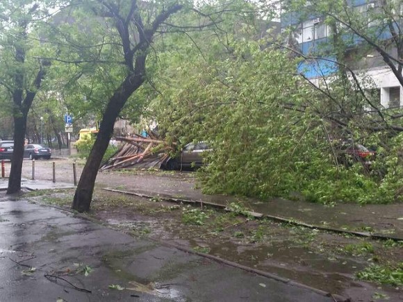 Шесть человек пострадали при падении деревьев из-за ветра в Москве Шесть человек пострадали при падении деревьев из-за ветра в Москве