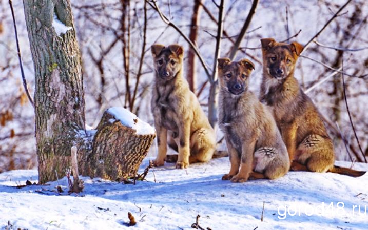 Южный ветер принесет в Липецкую область небольшой снег Южный ветер принесет в Липецкую область небольшой снег