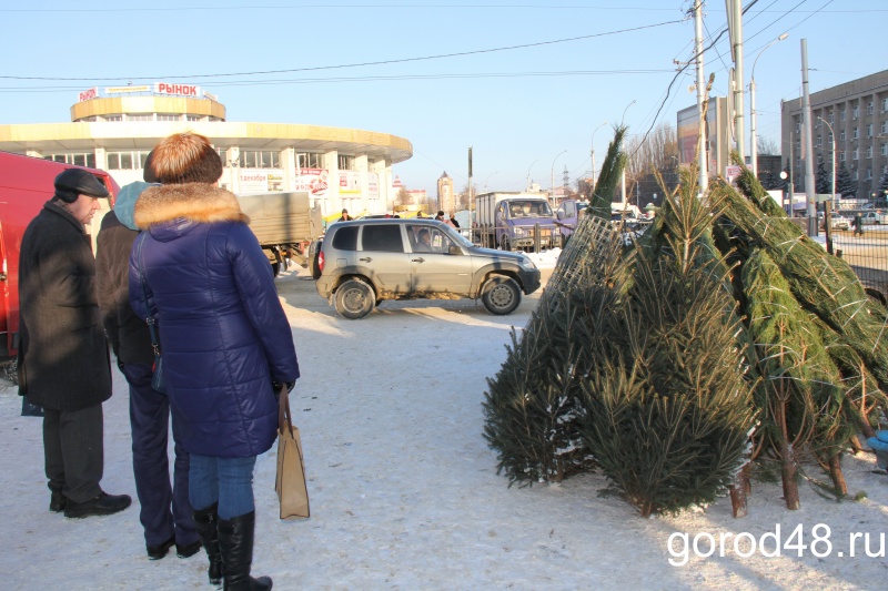 К Новому году в Липецкой области заготовят около 30 тысяч ёлок К Новому году в Липецкой области заготовят около 30 тысяч ёлок