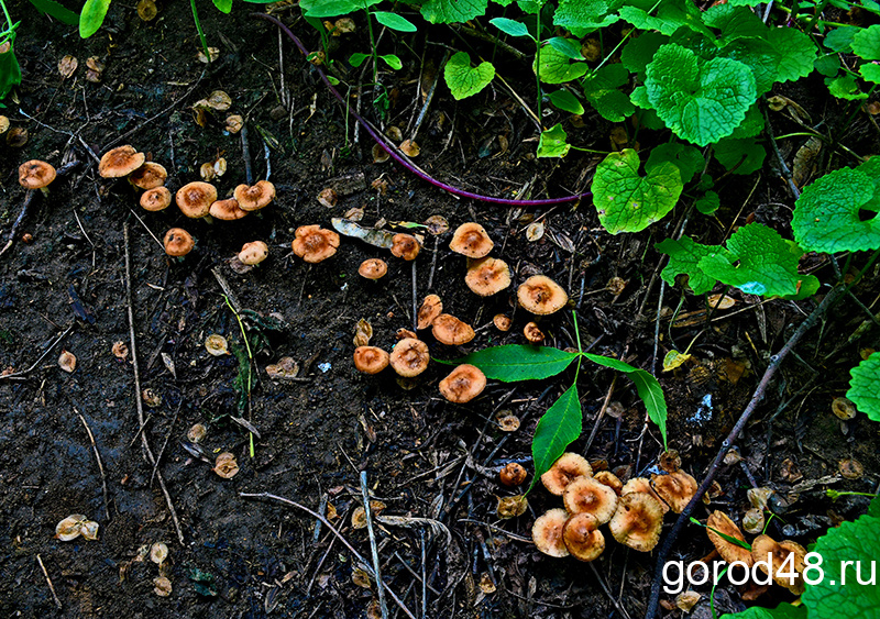 Липчанка отравилась грибами