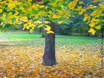 Ночью заморозки Ночью заморозки