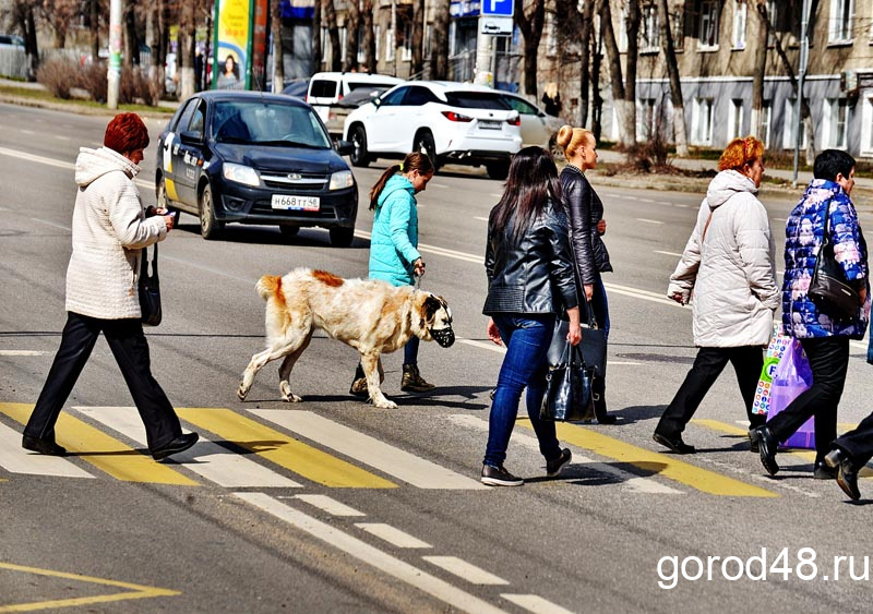 В Липецкой области туманно, немного дождливо и до +17 В Липецкой области туманно, немного дождливо и до +17