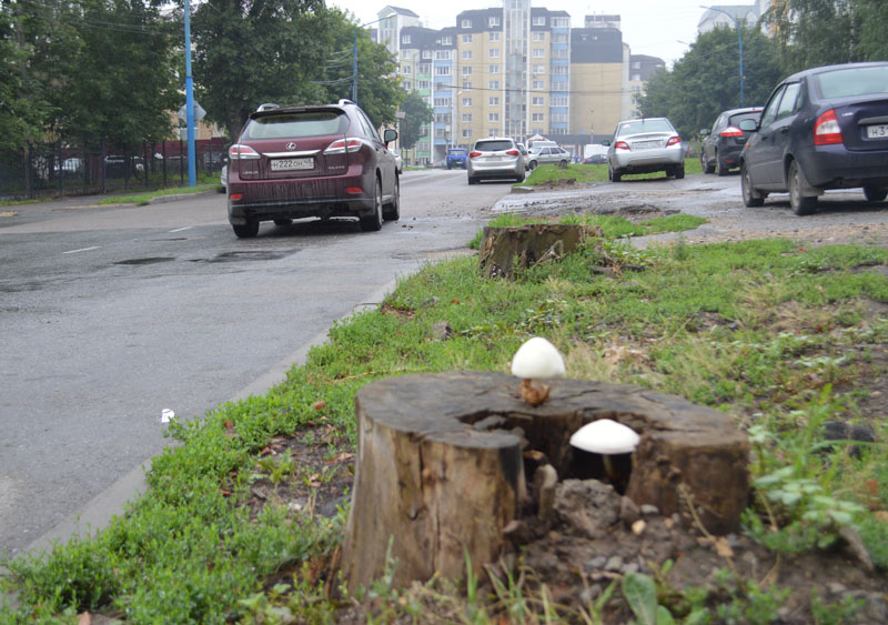 Липецк продолжает зарастать грибами