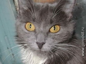 Кошка не дает спать больнице Кошка не дает спать больнице