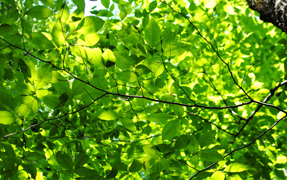 деревья ветки зелень без смс