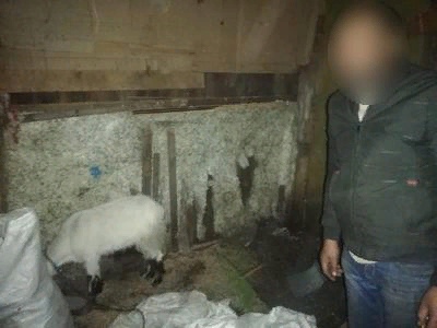 Украденную 9 мая козу вернули хозяину