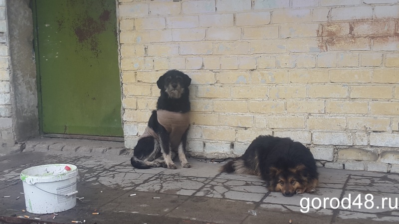 В Липецке обнаружены два очага бешенства В Липецке обнаружены два очага бешенства