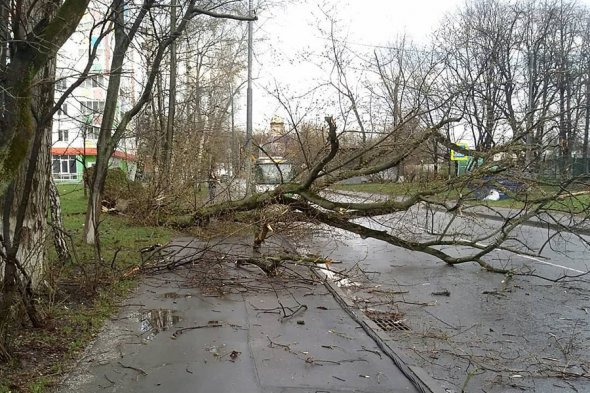 В Москве в результате урагана погибла 2-летняя девочка В Москве в результате урагана погибла 2-летняя девочка