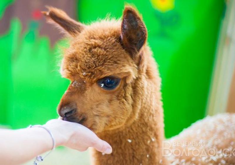 В липецком зоопарке животные будут … лечить посетителей В липецком зоопарке животные будут … лечить посетителей