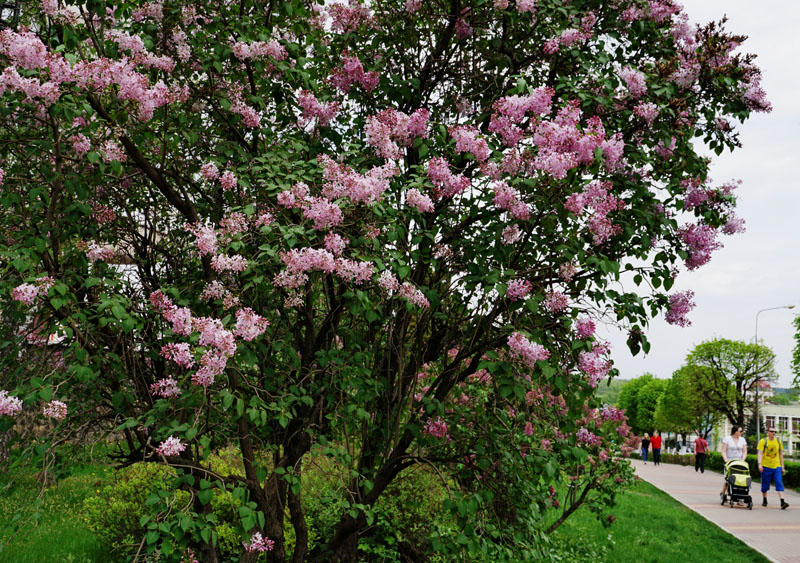 DSC083831.JPG