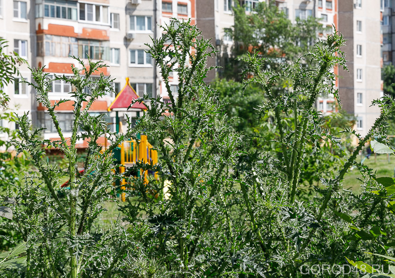 IMG_8952.jpg