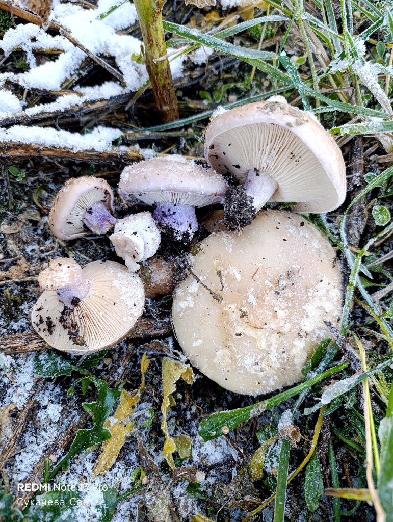 G1NIn2ARQEuINn0672e44k1S_H4CpoM5XtdJH73Bhsfi5exkQ1fapBXFoxDyIrMf1o0_q68XU1N5-rwlDelOG8Qs.jpg G1NIn2ARQEuINn0672e44k1S_H4CpoM5XtdJH73Bhsfi5exkQ1fapBXFoxDyIrMf1o0_q68XU1N5-rwlDelOG8Qs.jpg