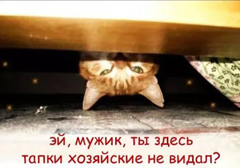 И так было всякий раз. Кот под кроватью. Кот под диваном. Кот прячется под кровать.