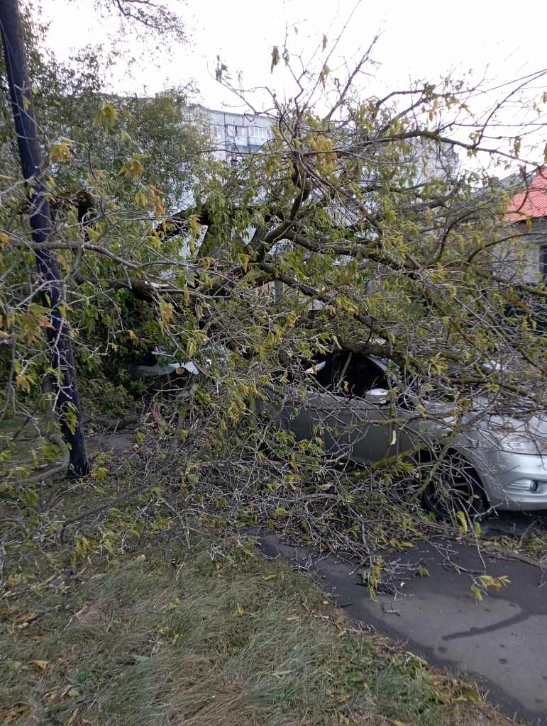 На улице Союзной упавшее вчера дерево до сих пор лежит на машине