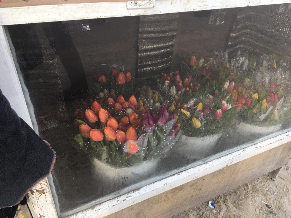 Как сделать чтобы тюльпаны закрылись. Витрина с тюльпанами. Тюльпаны на улицу к витрине. Ящик для торговли тюльпанов.