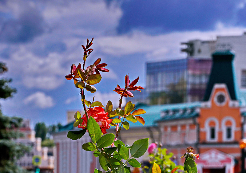 DSC0408512.jpg DSC0408512.jpg