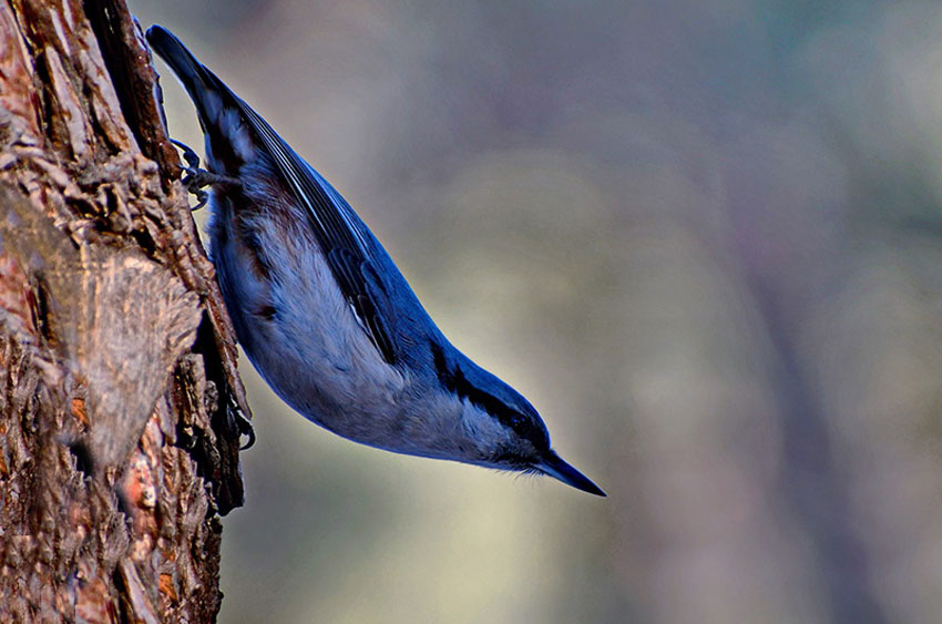 DSC_564512.jpg DSC_564512.jpg