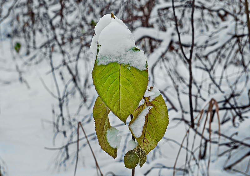 DSC0750112.jpg