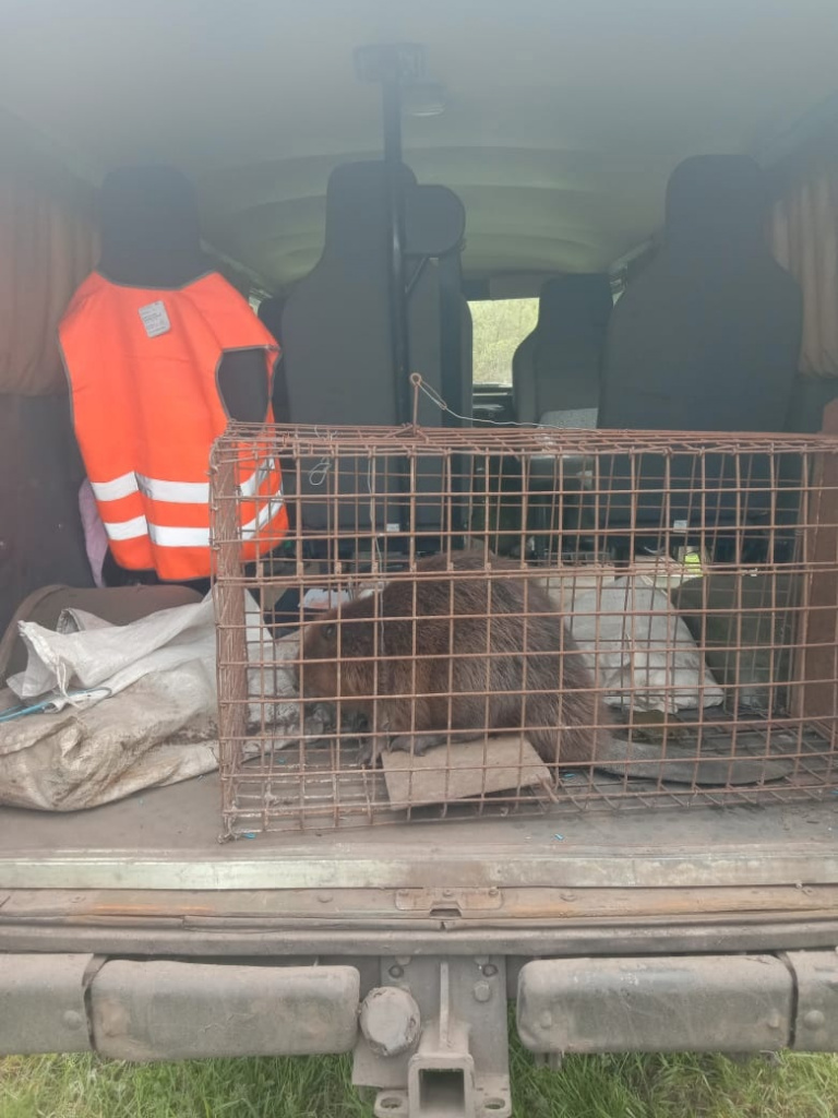 В Краснинском районе бобер забрался в подвал жилого дома | 07.05.2023 |  Липецк - БезФормата