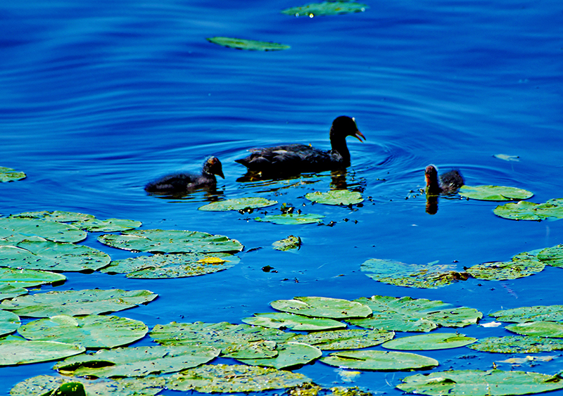 DSC_275112.jpg