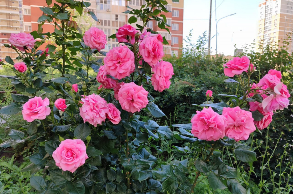 й4.jpg й4.jpg