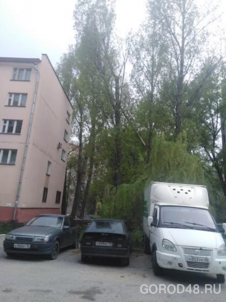 В Липецке у поликлиники дерево упало на машину
