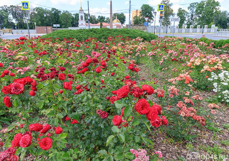 IMG_6123.jpg