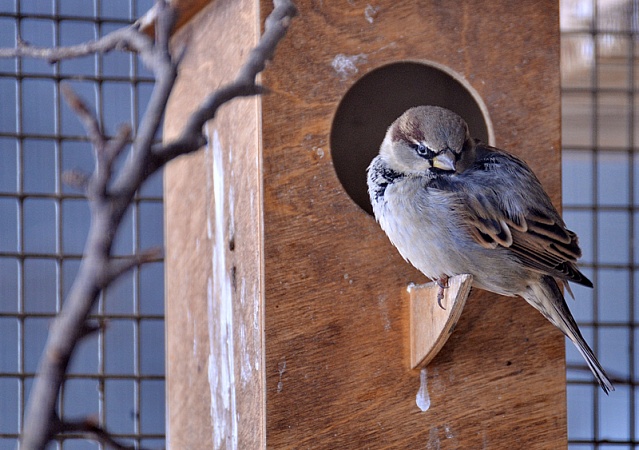 Плюс к карме: как, чем и зачем нужно подкармливать птиц зимой