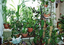 Комнатные растения: украшение интерьера или проблемы для хозяев